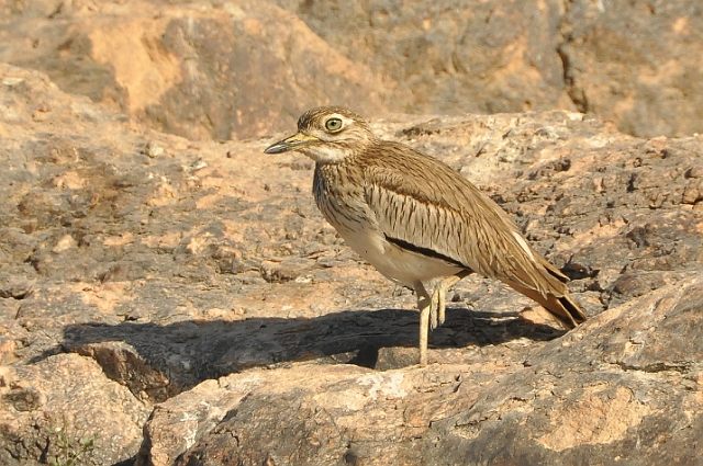 2013 02 09_7143_edited-1.jpg - SENEGAL THICKNEE - THE NILE, ASWAN, EGYPT - SECOND NATURE TOUR